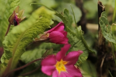 Primula vulgaris