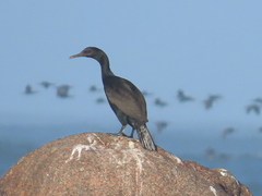 Phalacrocorax neglectus