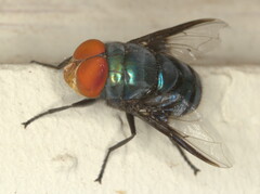 Chrysomya marginalis