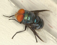 Chrysomya marginalis