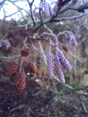 Alnus glutinosa