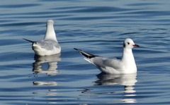 Chroicocephalus ridibundus