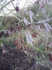 Alnus glutinosa