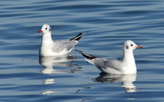 Chroicocephalus ridibundus