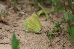 Gonepteryx rhamni miljanowskii