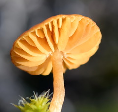 Hydnangiaceae
