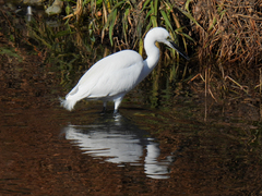 Egretta garzetta