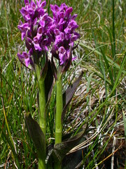 Dactylorhiza incarnata cruenta
