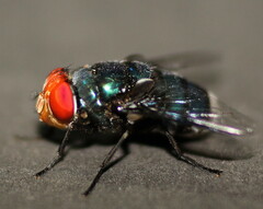 Chrysomya marginalis