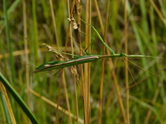 Coptopteryx argentina