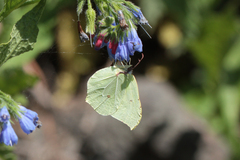 Gonepteryx rhamni miljanowskii