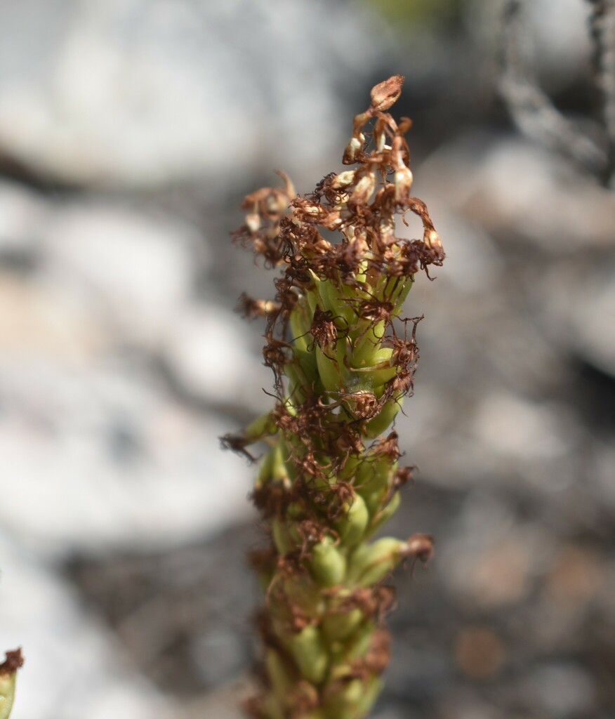 Holothrix schlechteriana