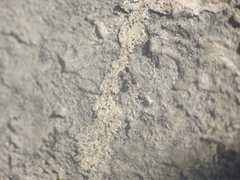 Monomorium floricola