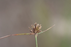 Cyperus fuscus