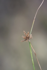 Cyperus fuscus