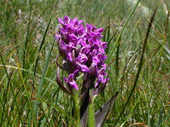 Dactylorhiza incarnata cruenta