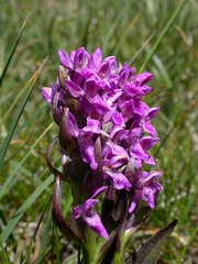 Dactylorhiza incarnata cruenta