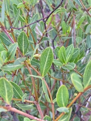 Cryptolepis oblongifolia