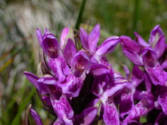 Dactylorhiza incarnata cruenta