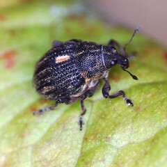 Rhinoncus leucostigma