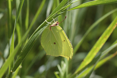 Gonepteryx rhamni miljanowskii