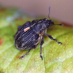 Rhinoncus leucostigma