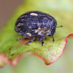 Rhinoncus leucostigma