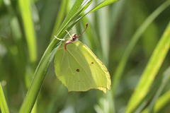 Gonepteryx rhamni miljanowskii