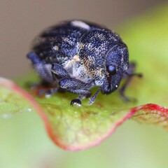 Rhinoncus leucostigma