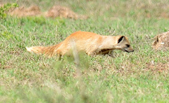 Cynictis penicillata