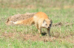 Cynictis penicillata