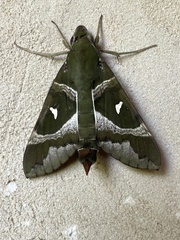 Nephele argentifera