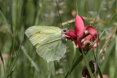 Gonepteryx rhamni miljanowskii