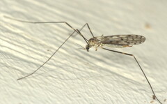 Tipula irrorata