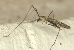 Tipula irrorata