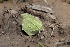 Gonepteryx rhamni miljanowskii