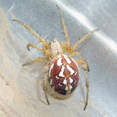 Neoscona adianta