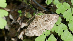 Ascotis fortunata