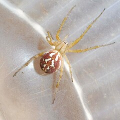 Neoscona adianta