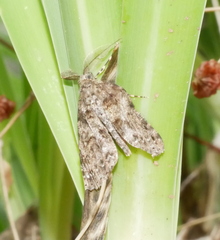 Ascotis fortunata