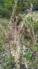 Mosla dianthera