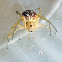 Neoscona adianta
