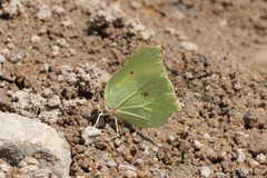 Gonepteryx rhamni miljanowskii