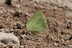 Gonepteryx rhamni miljanowskii