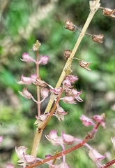 Mosla dianthera