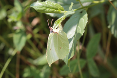 Gonepteryx rhamni miljanowskii
