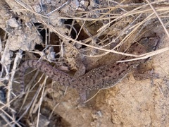 Hemidactylus robustus