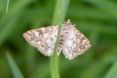 Elophila nymphaeata