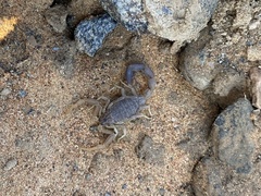 Compsobuthus maindroni