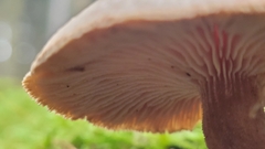 Neolentinus adhaerens